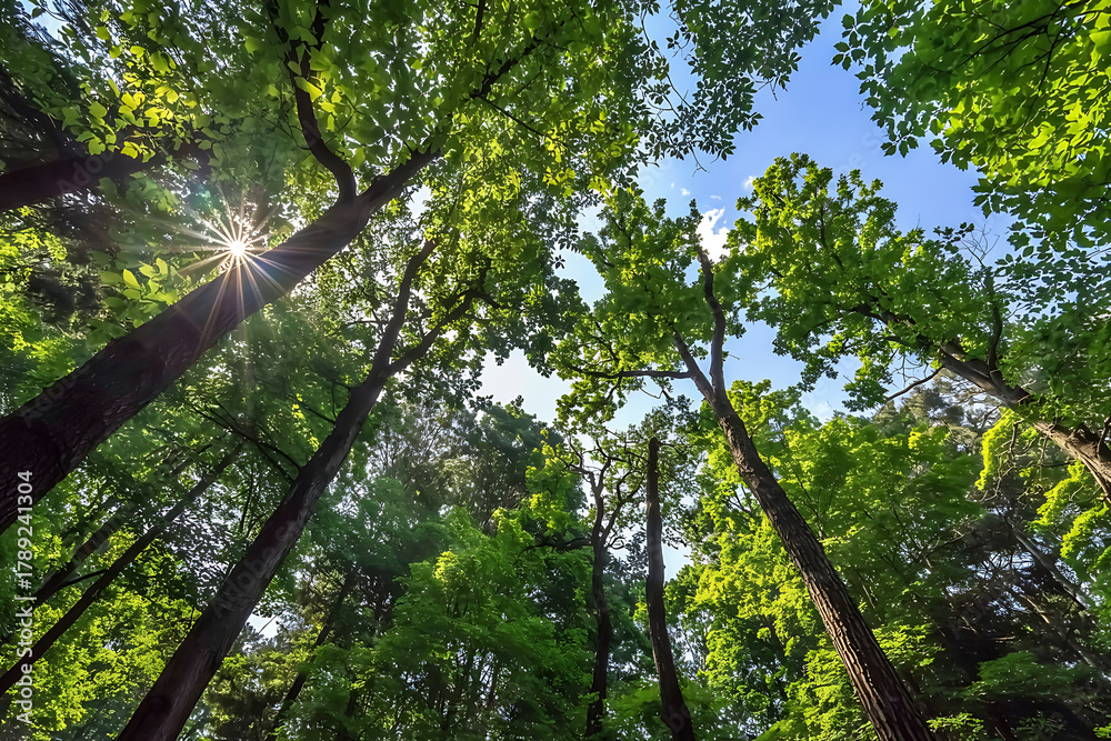 Fototapeta premium The Canopy of this Forest has a Heart Shaped Hole showing Blue Sky