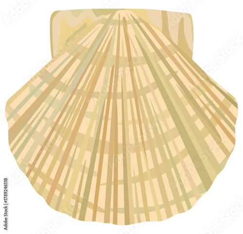 帆立のイラスト ベクター素材