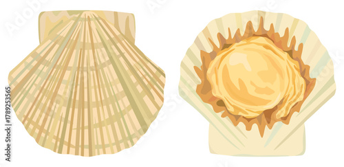 帆立のイラスト 殻開閉 ベクター素材