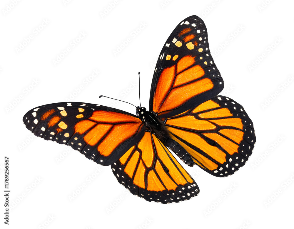 Fototapeta premium Monarch butterfly isolated on transparent png