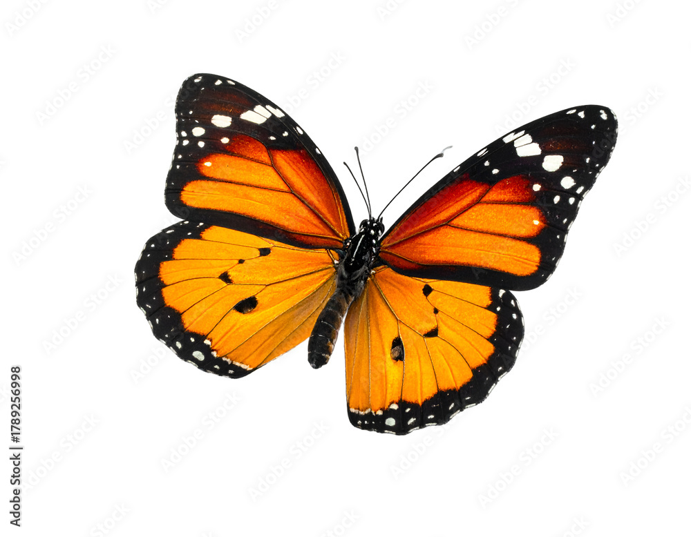 Fototapeta premium Monarch butterfly isolated on transparent png
