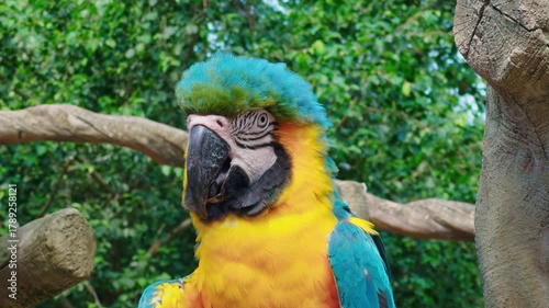 Beautiful Parrot Macaw Resting on Tree Branch in Tropical Forest. Vibrant Feather in Nature. Colorful Exotic Wildlife and Lush Greenery Represent Beauty of Nature and Freedom of Wild Earth Close-up 4k