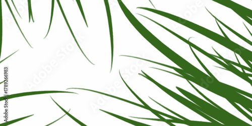 Green bamboo leaves seamless pattern, white background, vector. Green leaves bamboo Phyllostachys areolate. Evergreen graceful plant on background. rosemary leaves isolated on white background. 