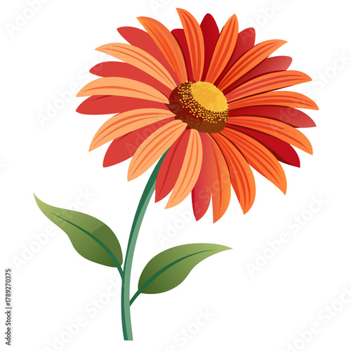 gaillardia arizona aprico on white background