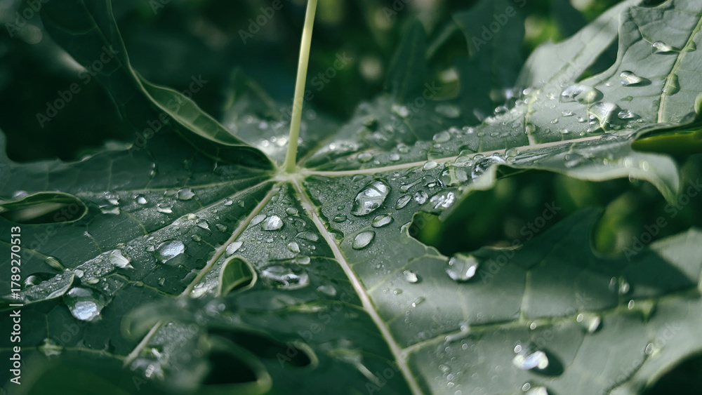 Obraz premium Dew-Kissed Papaya Leaf: Freshness and Renewal