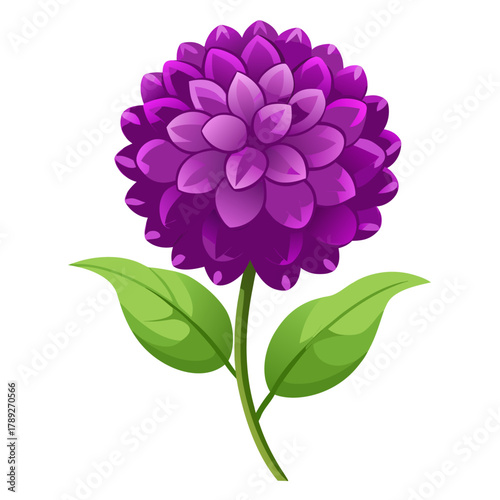gomphrena globosa buddy purple on white background