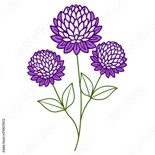 gomphrena globosa buddy purple line art on white background