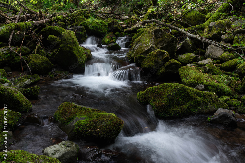 Obraz premium 亜高山の森を流れる苔に覆われた渓流