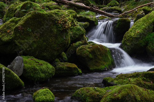 亜高山の苔に覆われた岩を縫って下る細流