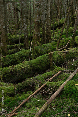 苔に覆われた倒木が横たわる亜高山の森