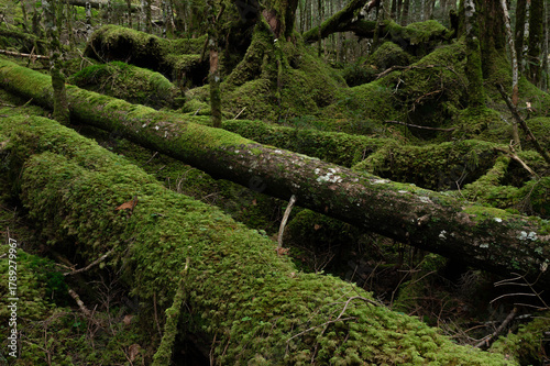 苔に覆われた倒木が横たわる亜高山の森