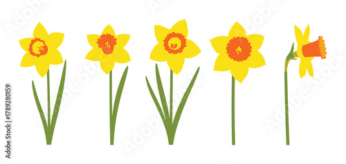 Cheerful daffodil flowers in various stages of bloom and angles with green stems.