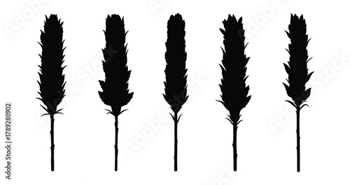 Collection of black feather grass silhouettes isolated on white background decoration