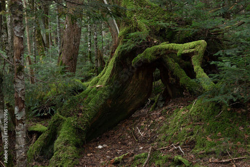 苔に覆われた大木の根が広がる亜高山の森