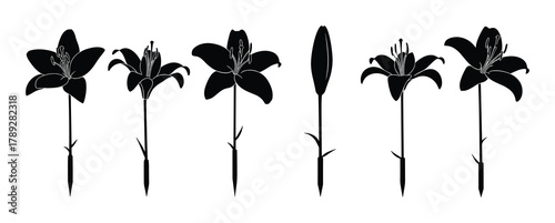 Collection of various lily flower silhouettes. Black isolated floral illustrations on white background