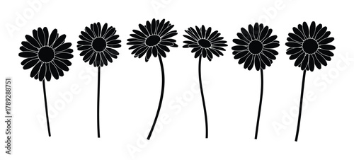 Black silhouette gerbera flowers botanical design