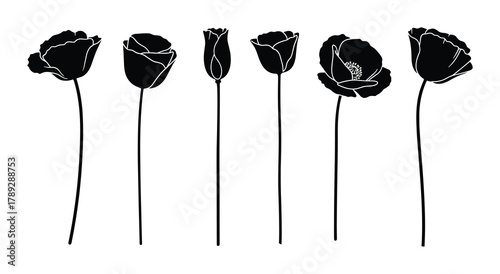 Black silhouette poppy flowers botanical design