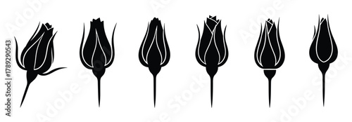 Rose flower buds in various stages of bloom