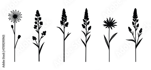 Set of wild herbs and flowers silhouettes