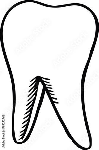 Tooth root anatomy vector illustration in black and white line art, dental health and medical concept for clinic, education, or oral care poster and design projects. 