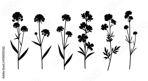 Wildflower and grass silhouettes plant collection