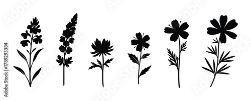 Wildflowers set isolated white background plant stems