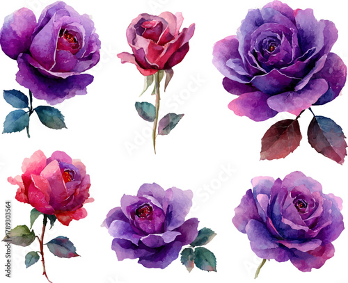 collection of roses flowers