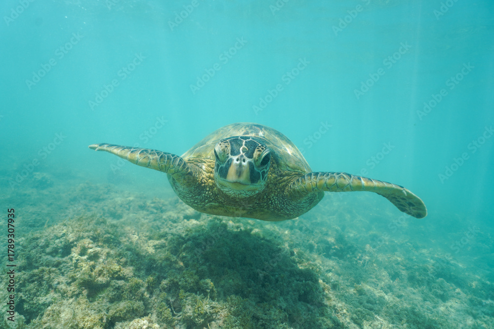 Obraz premium Swimming with Wild Hawaiian Green Sea Turtles off the shore of Waikiki, in Hawaii 