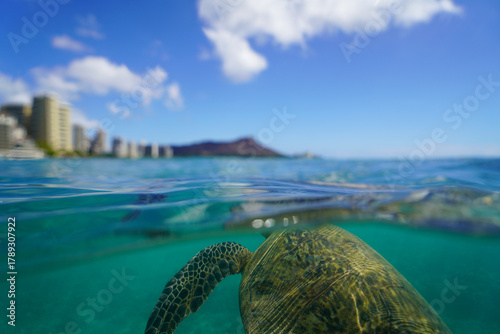 Swimming with Wild Hawaiian Green Sea Turtles off the shore of Waikiki, in Hawaii 
