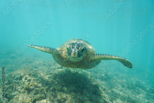 Swimming with Wild Hawaiian Green Sea Turtles off the shore of Waikiki, in Hawaii 