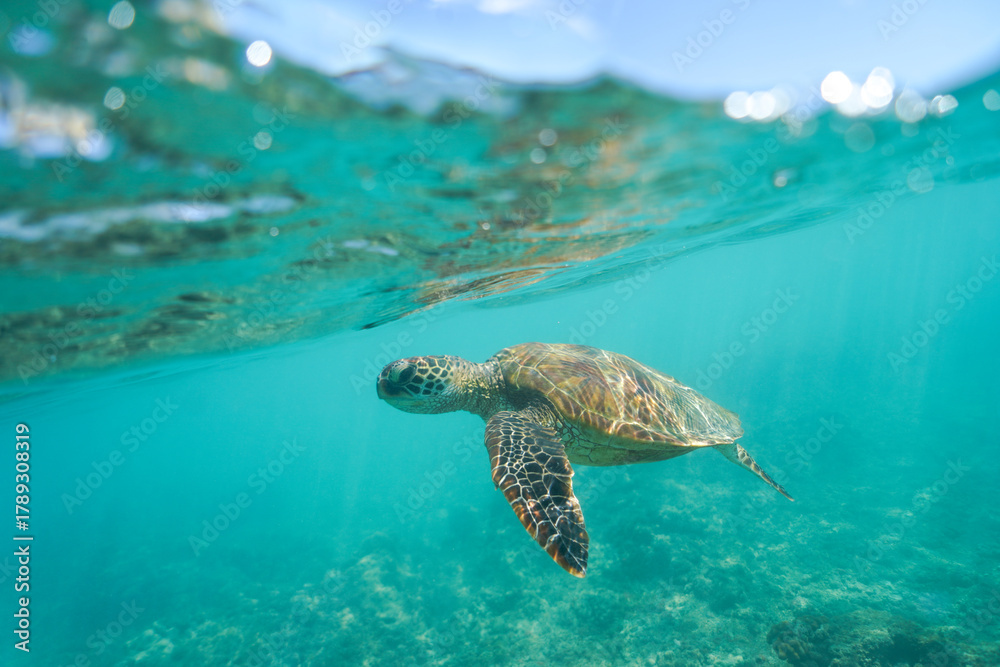 Obraz premium Swimming with Wild Hawaiian Green Sea Turtles off the shore of Waikiki, in Hawaii 