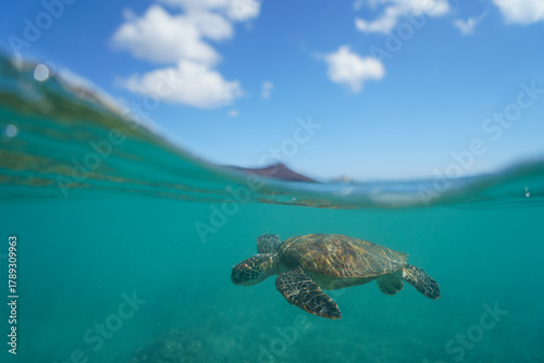 Swimming with Wild Hawaiian Green Sea Turtles off the shore of Waikiki, in Hawaii 