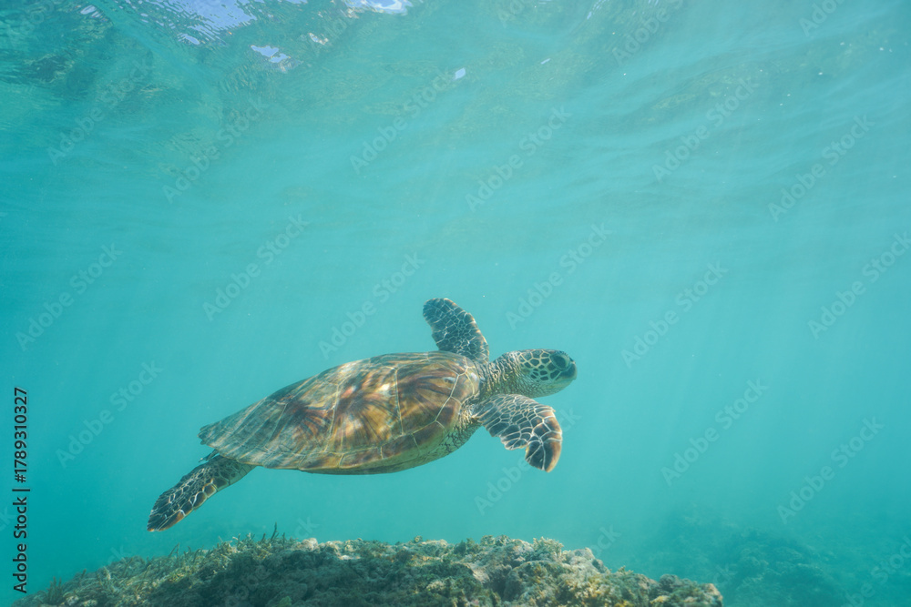 Obraz premium Swimming with Wild Hawaiian Green Sea Turtles off the shore of Waikiki, in Hawaii 