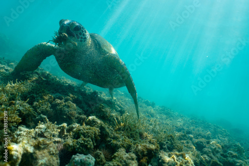 Swimming with Wild Hawaiian Green Sea Turtles off the shore of Waikiki, in Hawaii 