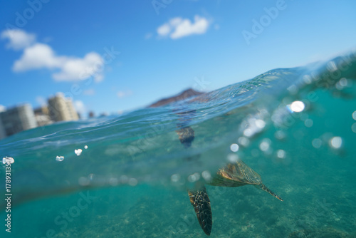 Swimming with Wild Hawaiian Green Sea Turtles off the shore of Waikiki, in Hawaii 