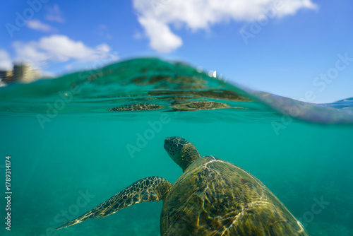 Swimming with Wild Hawaiian Green Sea Turtles off the shore of Waikiki, in Hawaii 