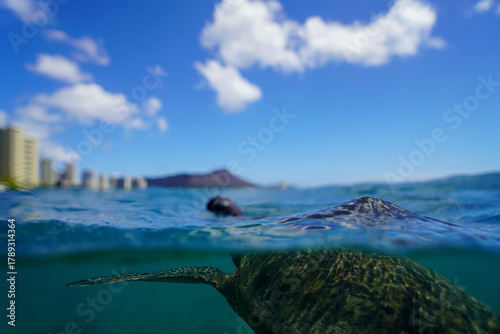 Swimming with Wild Hawaiian Green Sea Turtles off the shore of Waikiki, in Hawaii 