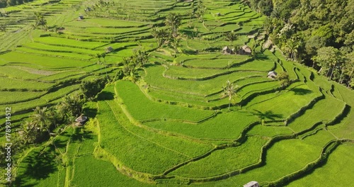 Vibrant green landscape of a traditional Balinese rice paddy, intricate terraced farming fields system and agricultural beauty of Indonesia, Bali island. Aerial drone footage, nature pattern landscape