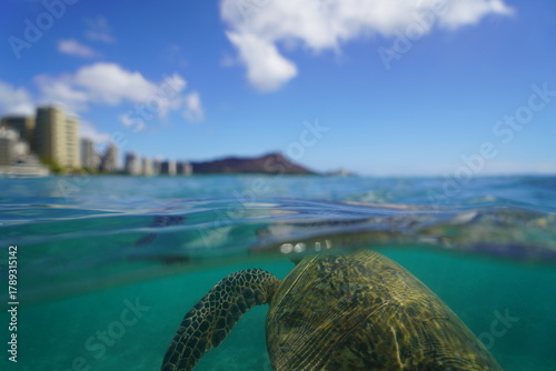 Swimming with Wild Hawaiian Green Sea Turtles off the shore of Waikiki, in Hawaii 