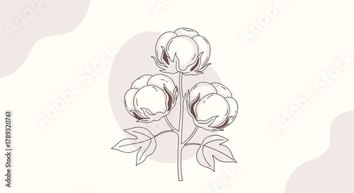 Elegant dashed line drawing depicting a cotton plant branch with three ripe white bolls and delicate leaves on an abstract background.