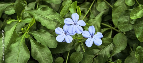 Fényképezés Beautiful blue plumbago flowers blooming amidst lush green foliage