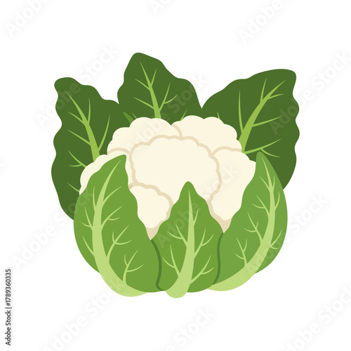Fresh Organic Cauliflower Vegetable with Green Leaves Illustration.