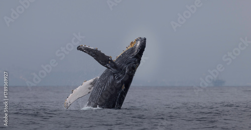 Humpback Whale breaching, jumping out of the water, Santa Barbara, California, USA