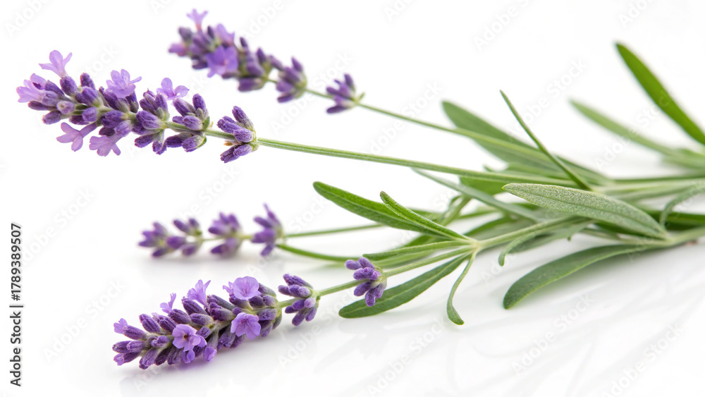 Obraz premium Fresh Lavender Sprigs on White Background