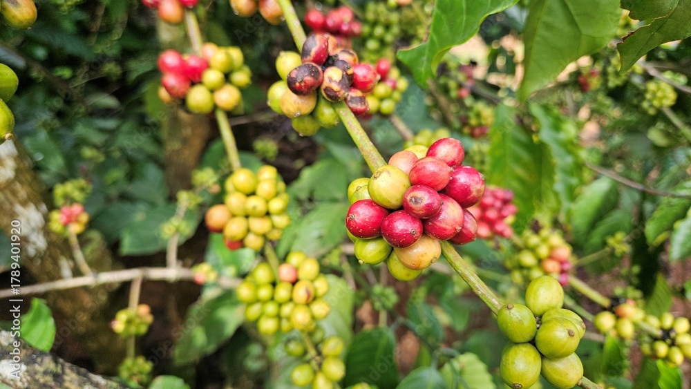 Fototapeta premium Close-up shot of a coffee plant branch heavily laden with ripening coffee cherries, featuring a mix of glossy green and deep red fruits.