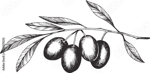 Olive branch with fruit and leaves nature