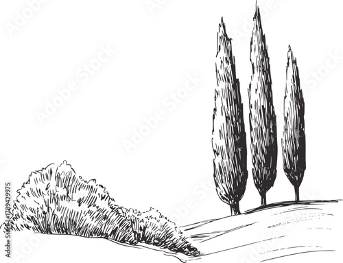 Tall cypress trees and shrubbery sketch black white