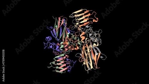 Crystal structure of Haemophilus influenzae adhesive protein HiaBD. Animated 3D cartoon and molecular surface models, chain id color scheme, PDB 1s7m, black background.