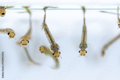 Tableau sur toile Mosquito larvae hanging from water surface, showcasing their segmented bodies and bristles