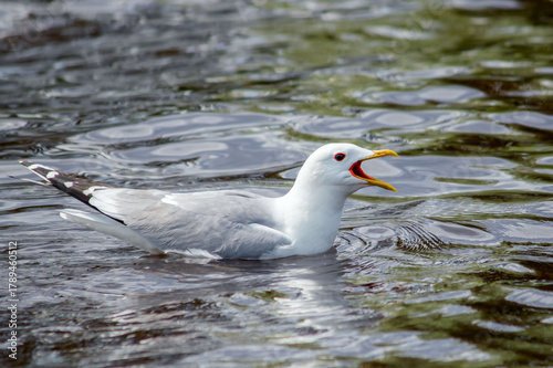 A common gull is floating on the water of a large lake.